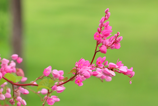 queens wreath, coral vine