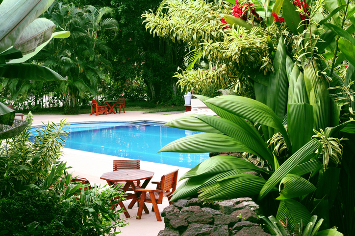 plants by pool in yard