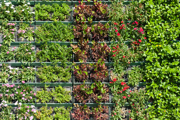 Best Plant Choices for Vertical Gardens