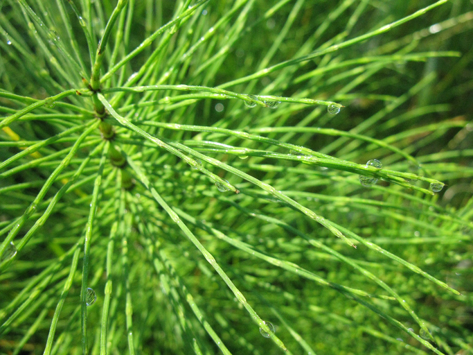 architectural or structural plants horsetail