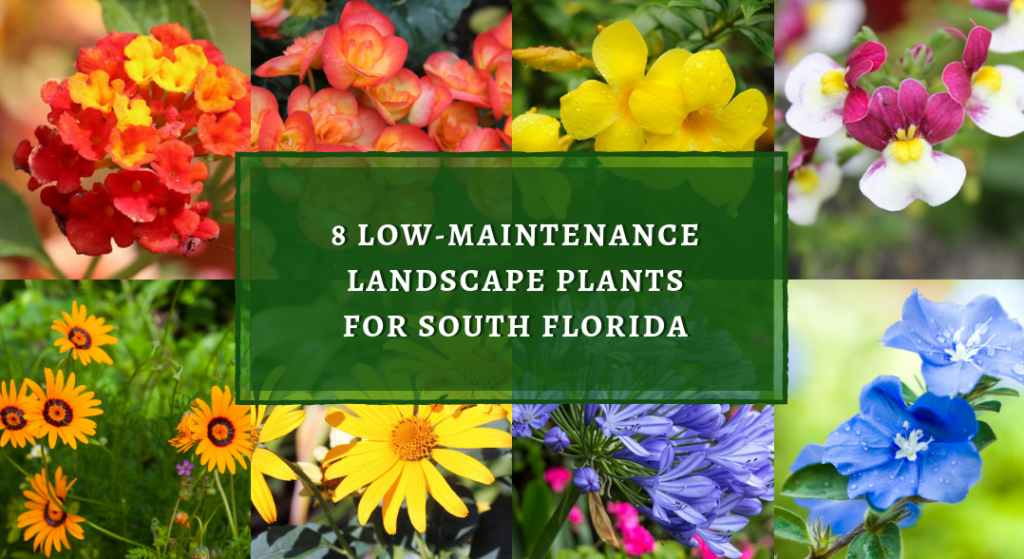 8 Low Maintenance Landscape Plants For, Best Central Florida Landscape Plants
