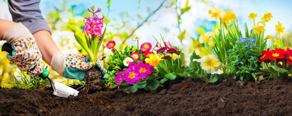 homeowner planting a beautiful flower garden in Florida