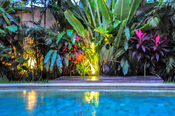 how-to-create-a-tropical-paradise-in-your-own-yard