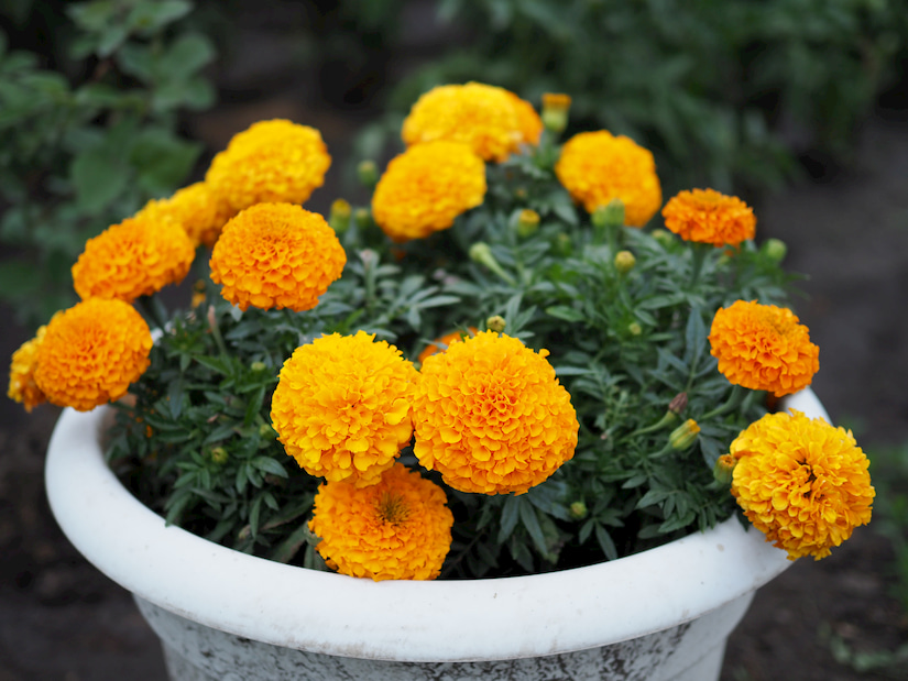 By White Fox marigolds 1