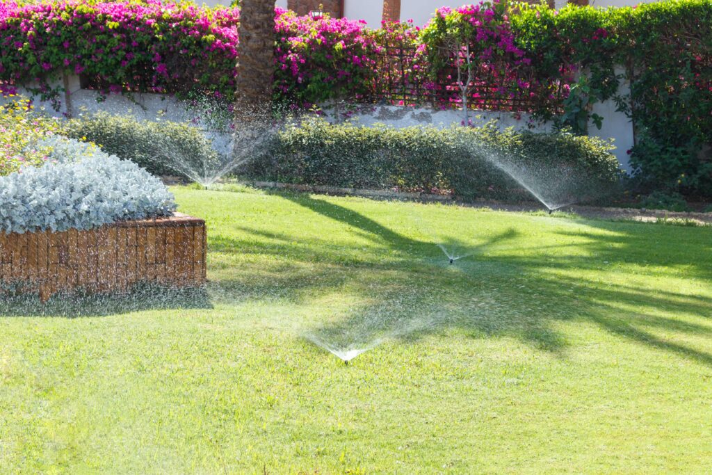 What to Do If Your Lawn is Overwatered | Plant Professionals