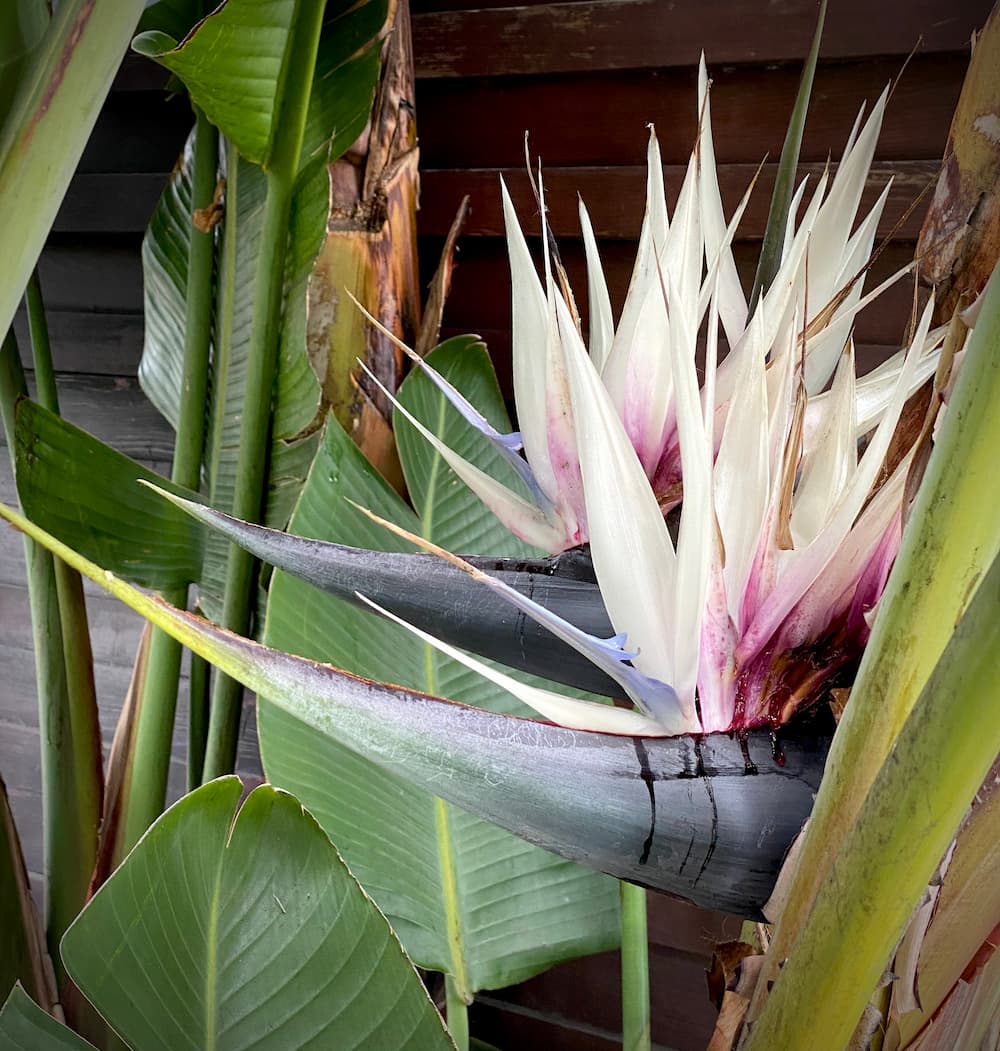 White Bird of Paradise in Florida