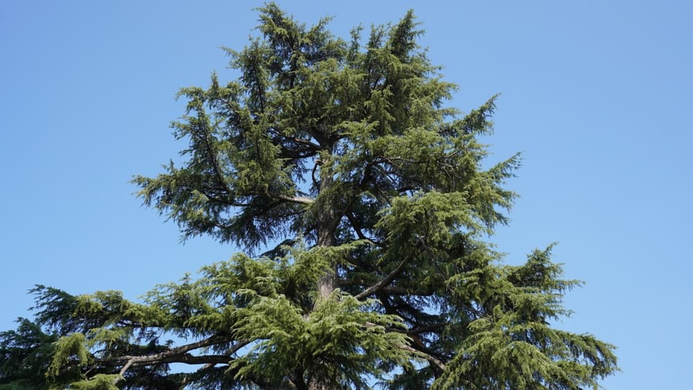 blue skies featuring a tall cedar tree