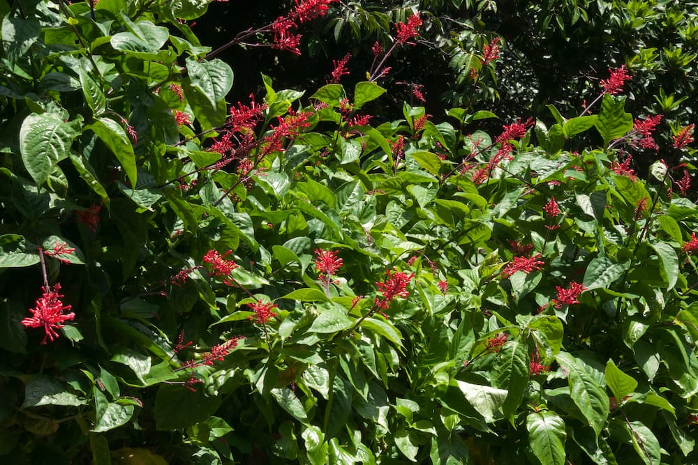 a green bush with long red flowers coming out called firespike