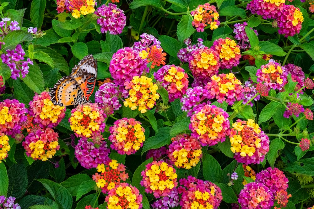 a group of lantana flowers with a butterfly sitting on them
