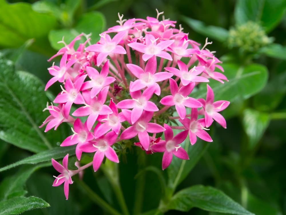 beautiful natural bouquet of pink pentas flowers