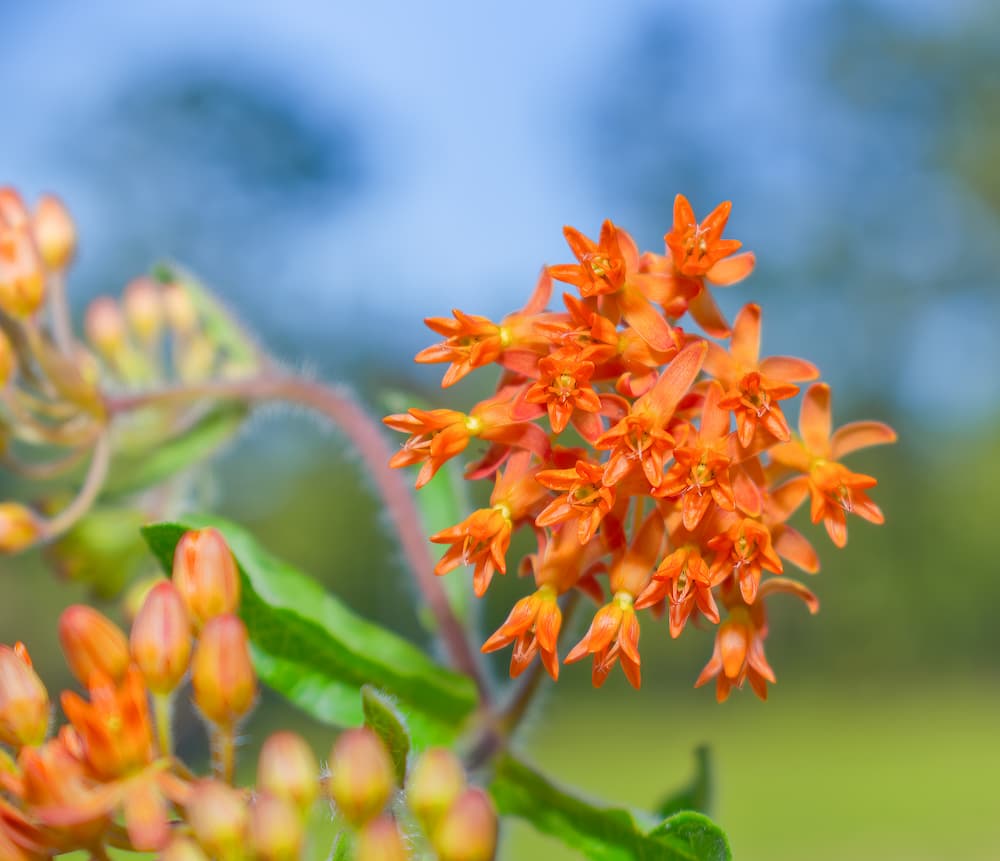 bright orange milkweed flowers