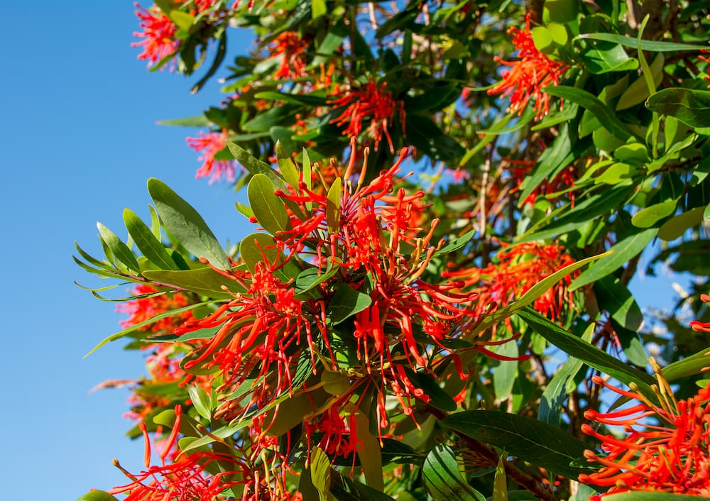 bright red firebush tree with green leaves
