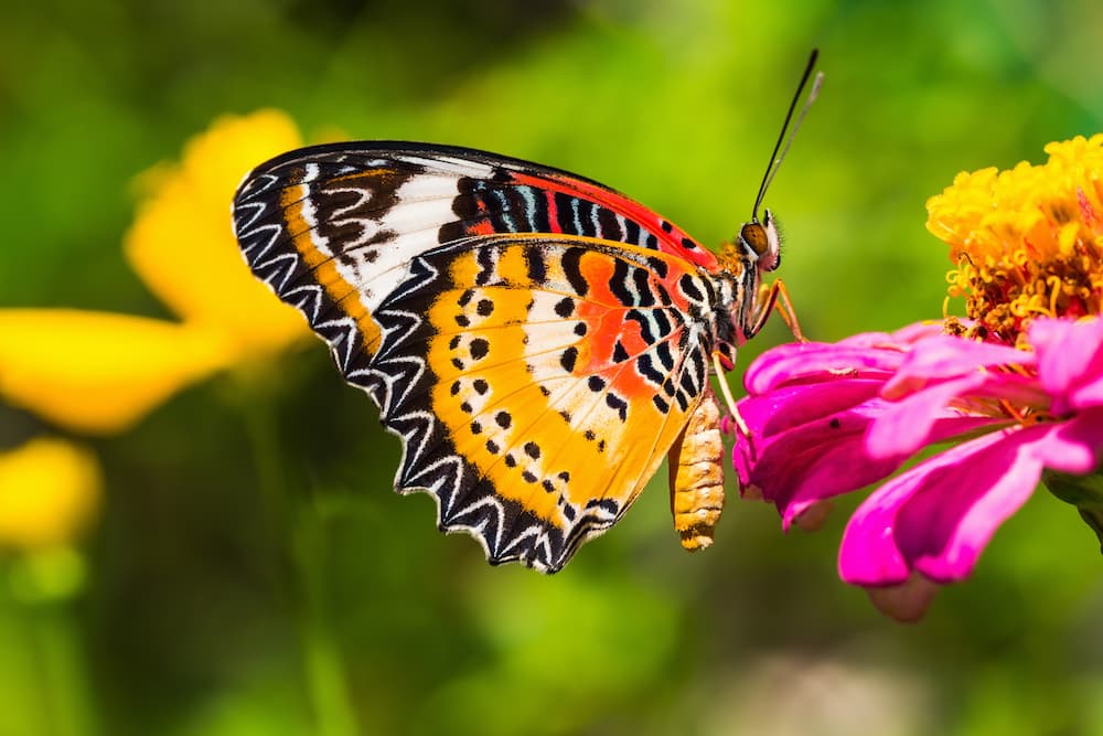orange butterfly sitting on a pink flower