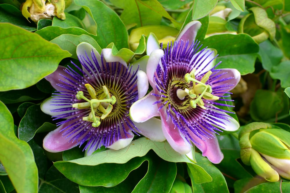two purple passion flowers